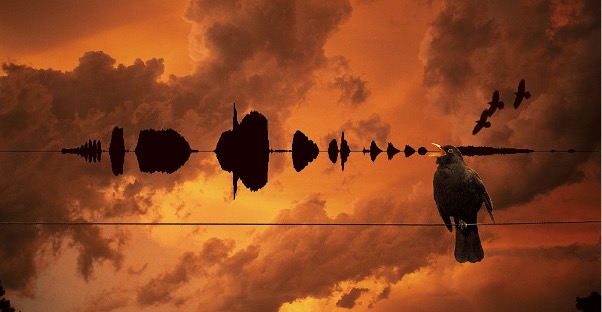 Blackbird soundwave from the Aerial album artwork