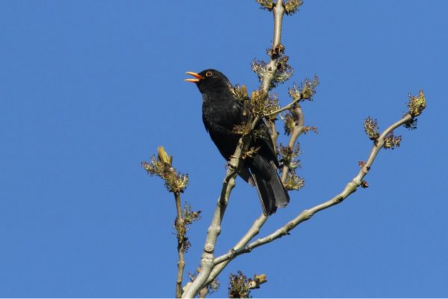 Blackbird
