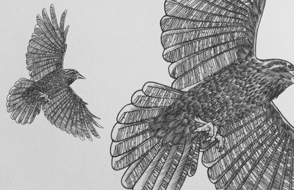Original design for the Before the Dawn ‘Nocturn’ t-shirt with song lyrics incorporated into the feathers – designed by Jordan Atkinson